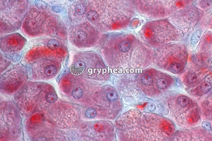 Pancréas x200 - gryphea.org